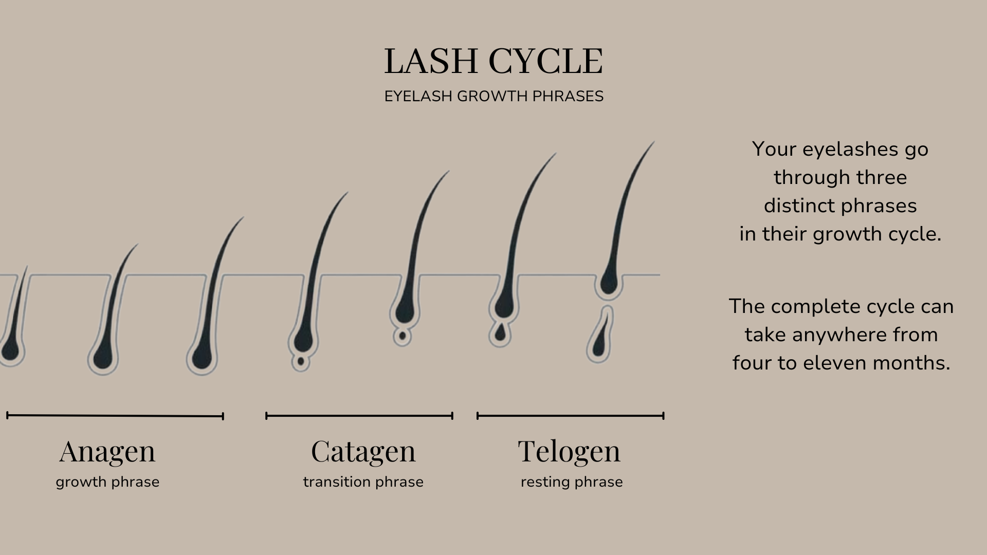 Eyelash growth cycle phases